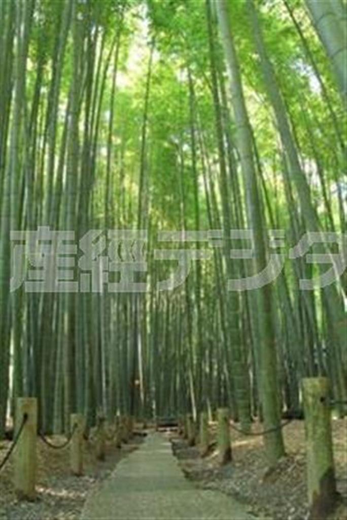 シンメトリーに道をセンターにおいて、竹のバランスも良い場所を選んでますね。緑の露出も適正よりやや明るめで、木漏れ日が美しく、奥に何があるのだろう？と想像させドラマチックな写真ですね＝２０１５年７月２６日、神奈川県鎌倉市（小田扶抄江さん撮影、提供写真）