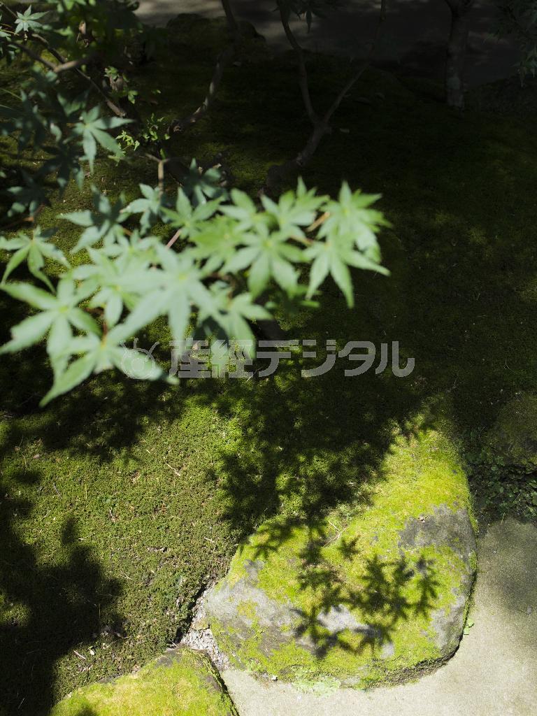 加藤さんは、見事に写真教室のお題である「和な陰」を写してくれました。右上の方の黒い部分が多いので、少しトリミングをして陰の部分をクローズアップしても良いでしょう＝２０１５年７月２６日、神奈川県鎌倉市（加藤一憲さん撮影、提供写真）