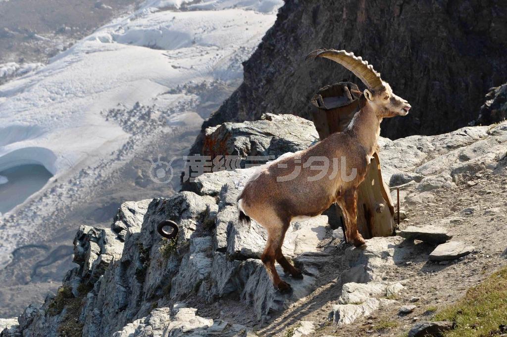 アルプスの険しい山中を自由に走り回るヤギの仲間のアイベックス。アイスマンの胃の中にはアイベックスの肉が残っていた＝２０１５年７月７日（唐木英明さん撮影）