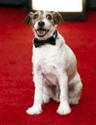 ジャック・ラッセルテリアの「アギー」＝２０１２年１月１５日、米カリフォルニア州ロサンゼルス（ＡＰ）