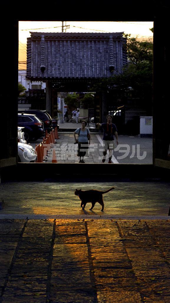 山門に長く差し込む夕日。夏の夕暮れは猫もどこかのんびりしている＝２０１５年７月２６日、神奈川県鎌倉市材木座の光明寺（渡辺照明撮影）