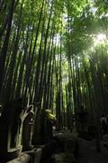 竹林の間から射した光が石仏を照らし出した。猛暑の厳しい天候にも竹の庭には涼しい風が服抜ける＝２０１５年７月２６日、神奈川県鎌倉市浄明寺の報国寺（渡辺照明撮影）
