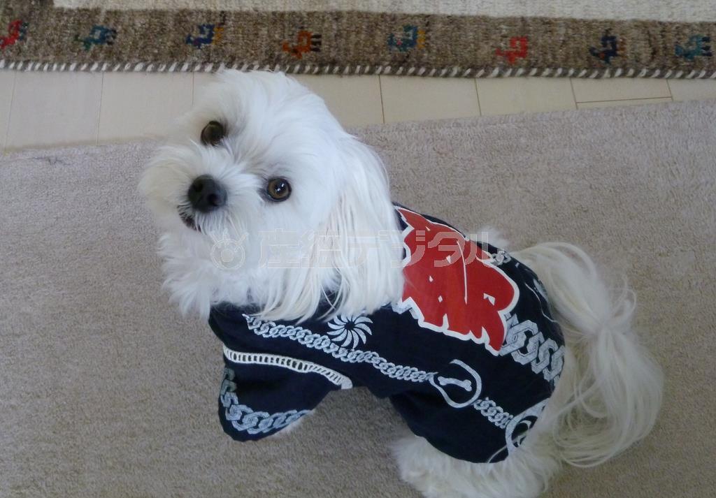 町内会の夏祭り、年に一度のハッピ姿で気合を入れる乾家の愛犬・まるが北海道の四季をお伝えします＝２０１５年８月２日、北海道札幌市（乾ルカさん撮影）