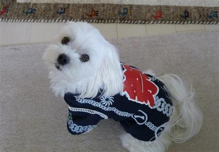 町内会の夏祭り、年に一度のハッピ姿で気合を入れる乾家の愛犬・まるが北海道の四季をお伝えします＝２０１５年８月２日、北海道札幌市（乾ルカさん撮影）