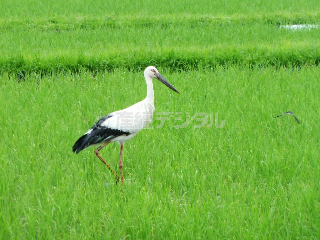 水田で餌を探すコウノトリ＝２０１５年６月１９日、兵庫県豊岡市郊外（共同）
