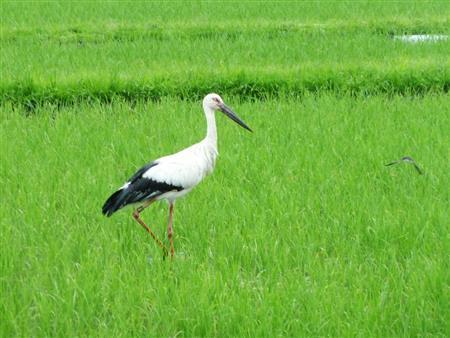 水田で餌を探すコウノトリ＝２０１５年６月１９日、兵庫県豊岡市郊外（共同）