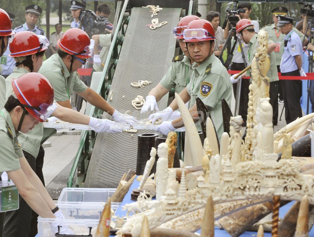 押収され、粉砕処分される密輸象牙＝２０１５年５月、中国・首都北京市（共同）