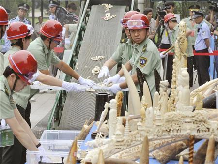 押収され、粉砕処分される密輸象牙＝２０１５年５月、中国・首都北京市（共同）