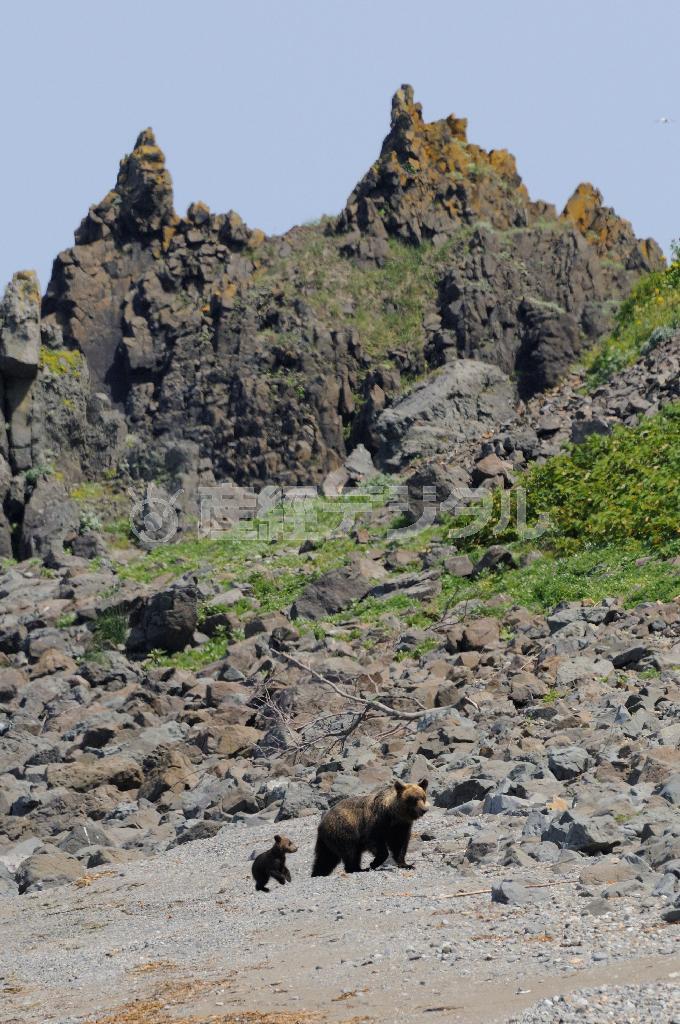 今年の冬に生まれた子グマと母グマが浜辺を歩いてゆく＝２０１５年７月２０日、北海道・知床半島（伊藤健次さん撮影）