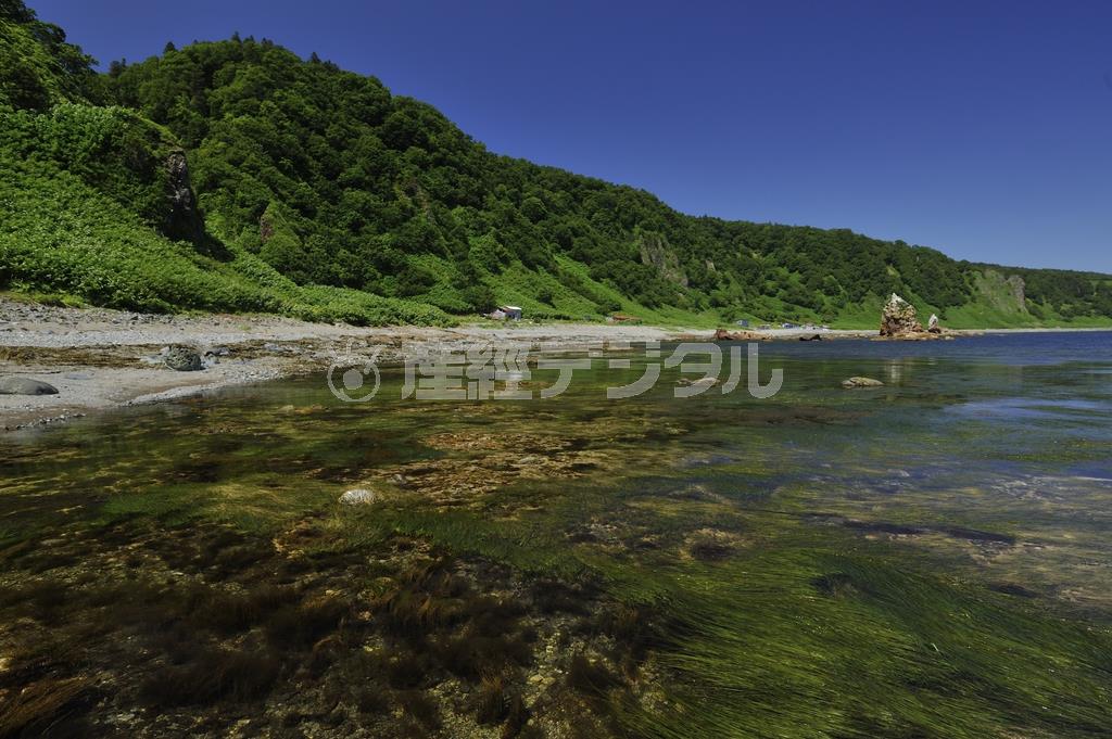 大潮の日の赤岩の浜。潮が引くと海はコンブや海草がひしめく＝２０１５年７月１７日、北海道・知床半島（伊藤健次さん撮影）