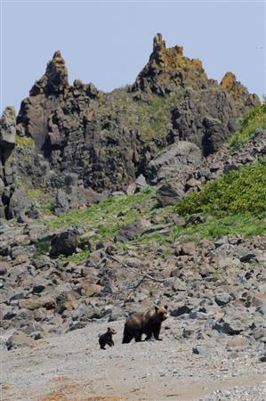 今年の冬に生まれた子グマと母グマが浜辺を歩いてゆく＝２０１５年７月２０日、北海道・知床半島（伊藤健次さん撮影）