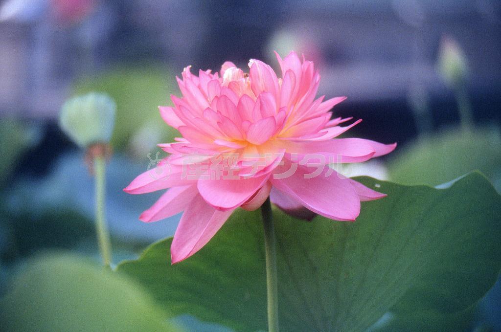 （大出一博さん撮影）