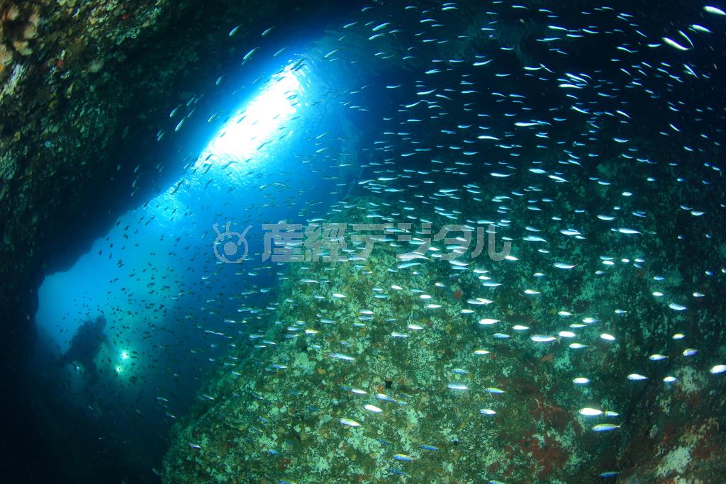 季節によっては、洞窟の中は小さなアジの大群で満たされることも＝２０１５年７月２４日、鳥取県岩美郡岩美町（越智隆治さん撮影）