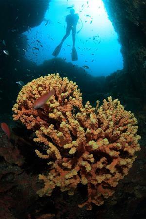 「ヤマダシ」というポイントには、年齢２００年とも３００年とも言われるキサンゴがあり、これもまたハート型に見える＝２０１５年７月２３日、鳥取県岩美郡岩美町（越智隆治さん撮影）