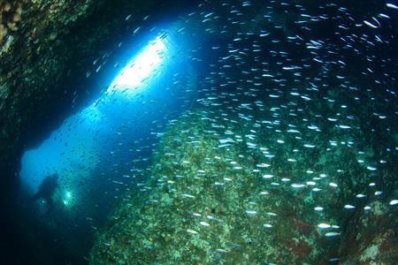 季節によっては、洞窟の中は小さなアジの大群で満たされることも＝２０１５年７月２４日、鳥取県岩美郡岩美町（越智隆治さん撮影）