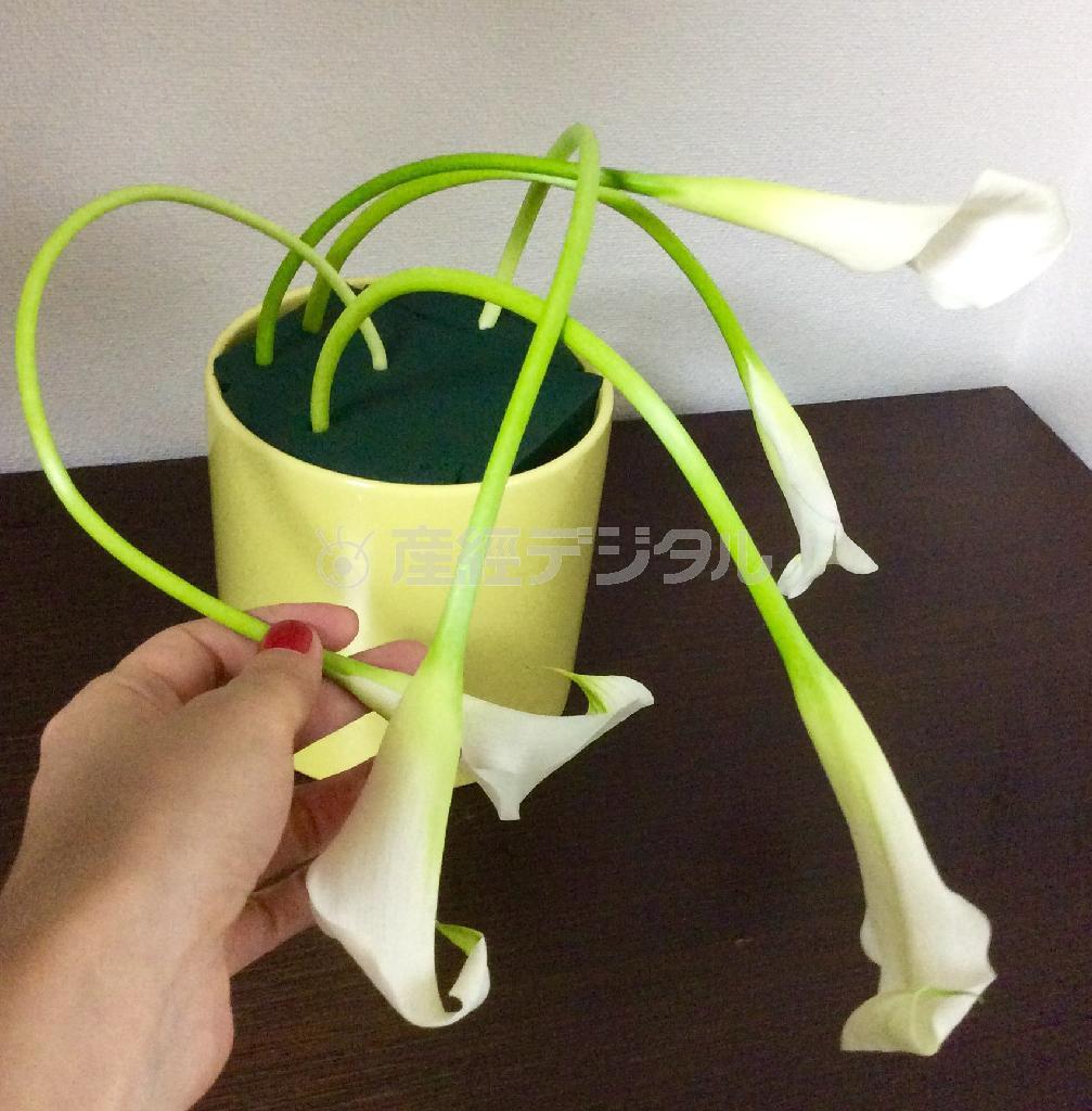 （手順１）オアシスがセットされた花器にカラーをランダムに５本挿す。茎がよくしなるように指でしごいておくこと（花千代さん提供）