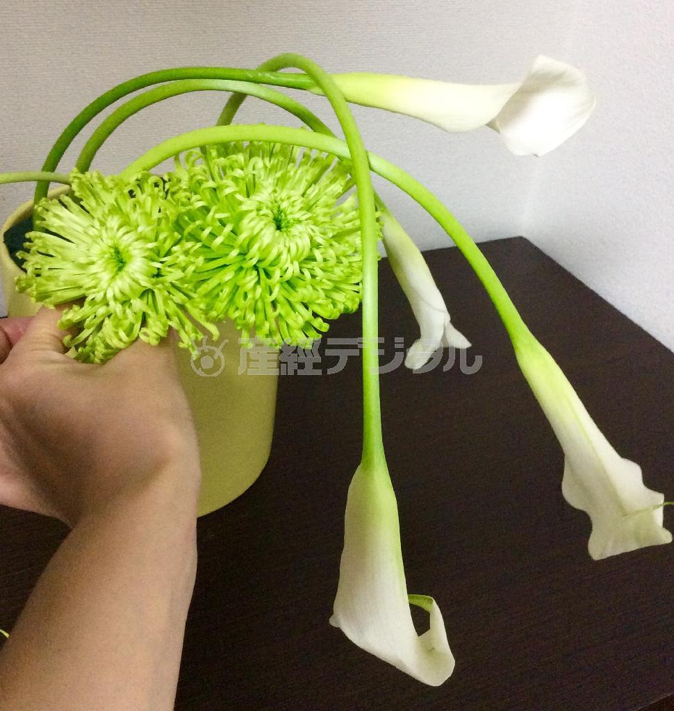 （手順２）オアシスに、ドーム形になるようなイメージで菊（シャムロック）をこんもり挿していく（花千代さん提供）