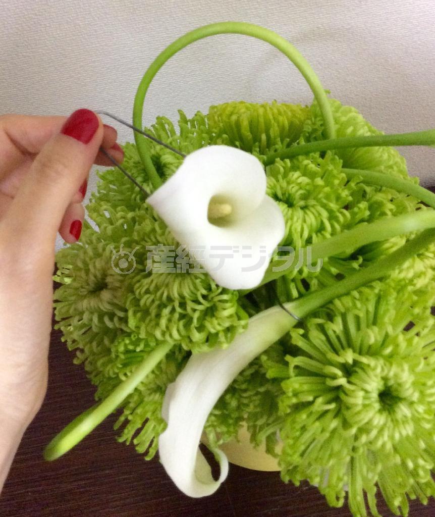 （手順３）菊の形が整ったら、カラーのステム（茎）をしならせて、バランスを見ながらオアシスにワイヤピンで挿して止める（花千代さん提供）