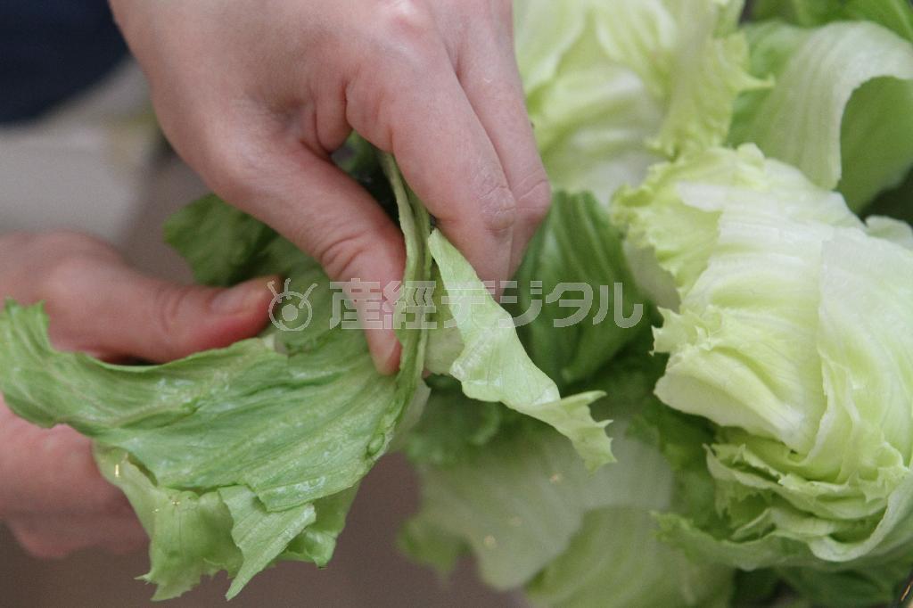 豚肉とレタスの塩炒め（材料）＿＿レタス２００グラム（食べやすくちぎる、田中幸美撮影）