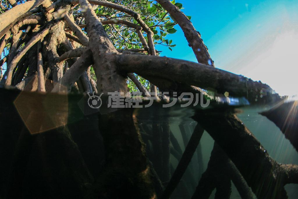 吹道川（ふきどうがわ）のマングローブ。水面から上は良く目にするが、水の中の様子は根が複雑に絡み合って神秘的な様相だ＝沖縄県石垣市（永山真治さん撮影）