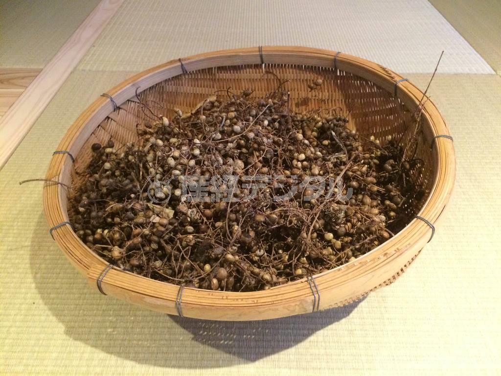 櫨（はぜ）ろうそくの原料になる櫨の実。日本でしか採取できない貴重な原料だ（提供写真）