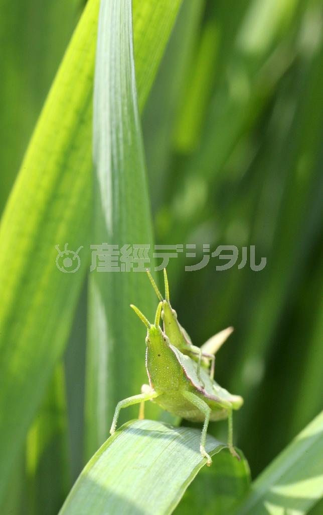 草むらのオンブバッタ＝２０１５年９月５日、東京都あきる野市（野村成次撮影）