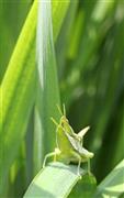 草むらのオンブバッタ＝２０１５年９月５日、東京都あきる野市（野村成次撮影）