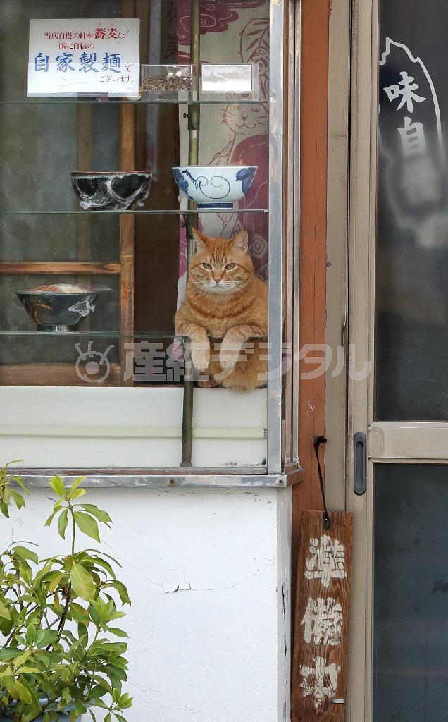 そば屋「やぶ」の休憩時間に、ショーケースの中から人間観察を楽しむ看板猫のピンク＝２０１５年４月１６日、東京都荒川区町屋（尾崎修二撮影）
