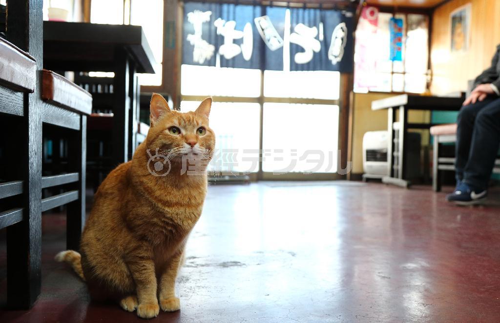 そば屋「やぶ」の休憩時間、広々とした店内はピンクにとってお気に入りの場所だ＝２０１５年３月２５日、東京都荒川区町屋（尾崎修二撮影）