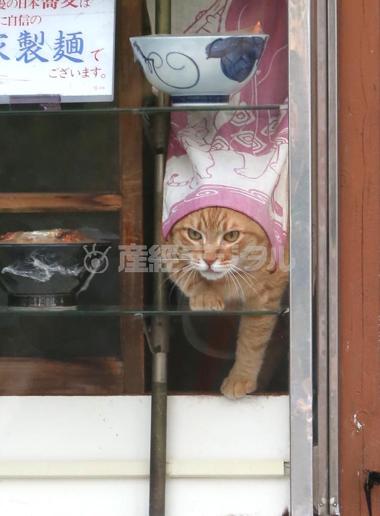 “職場”に姿を現わすピンク。のれんをくぐって「表の様子はどんな感じかニャ？」＝２０１５年５月２８日、東京都荒川区町屋（尾崎修二撮影）