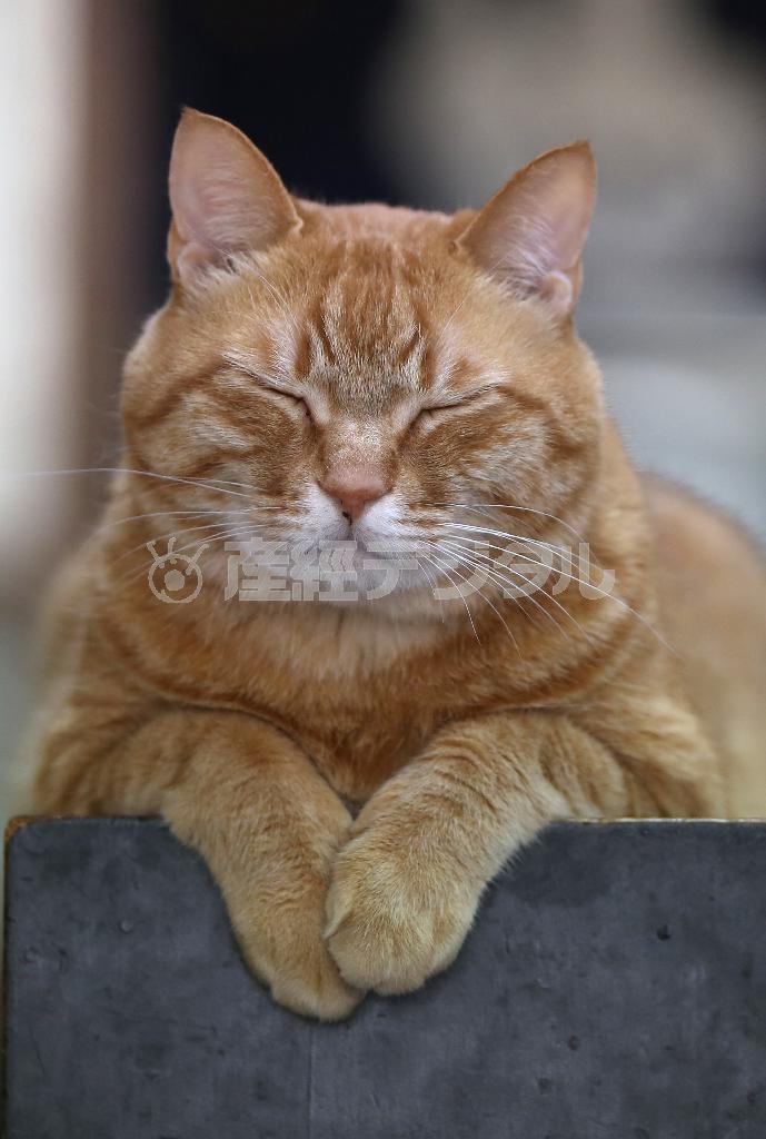 やっぱり猫にはこの表情が似合う！お気に入りの場所でウトウト＝２０１５年５月２８日、東京都荒川区町屋（尾崎修二撮影）