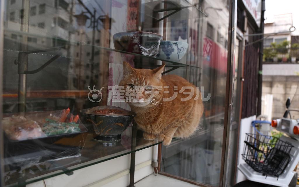 天重、カツ丼、そして…猫？お気に入りのショーケース内で“勤務中”＝２０１５年４月１６日、東京都荒川区町屋（尾崎修二撮影）