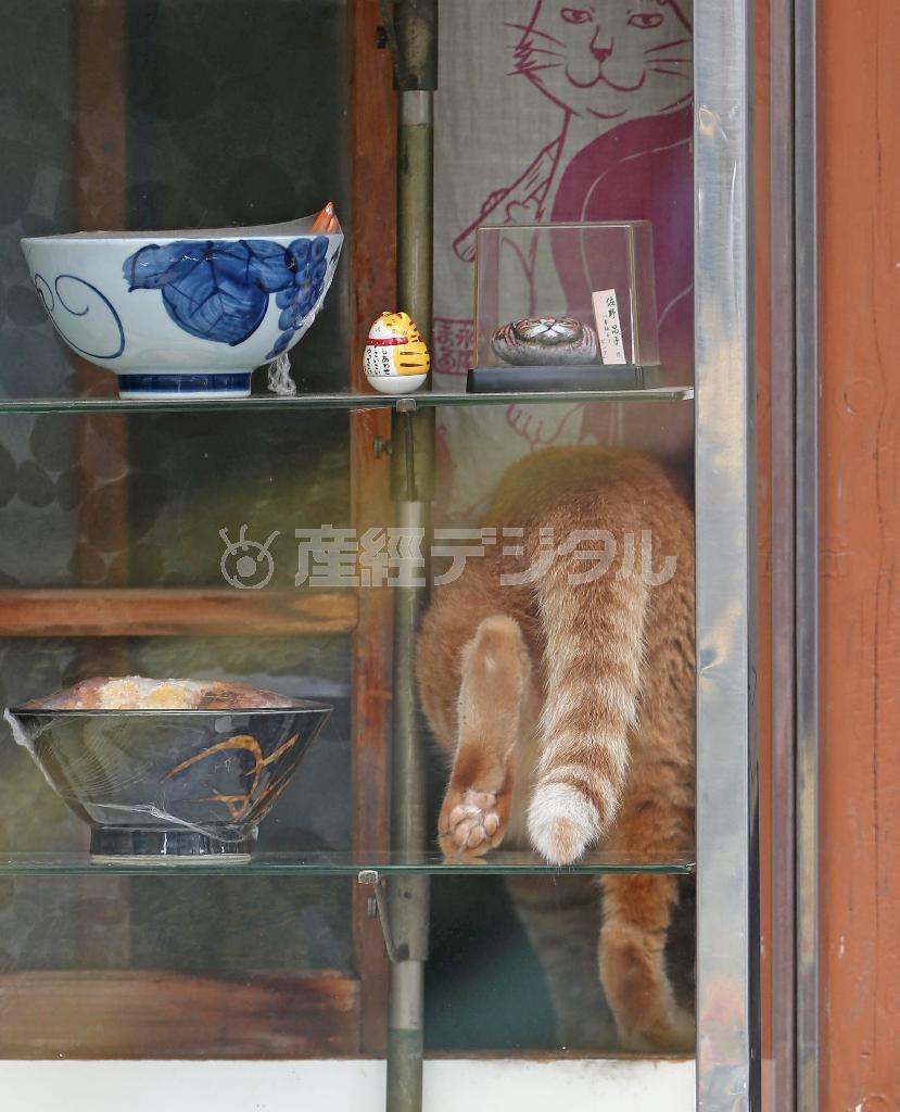 ひと仕事終えてショーケースを後にするピンク。その後ろ姿も猫好きにはたまらない＝２０１５年７月２３日、東京都荒川区町屋（尾崎修二撮影）
