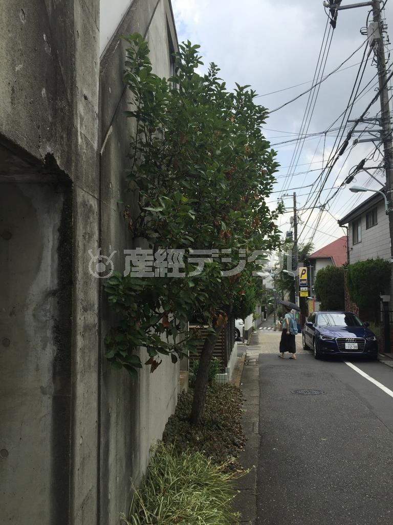 車道の邪魔にならないように生えてる木を見ました＝２０１５年８月１２日（本谷有希子さん撮影）