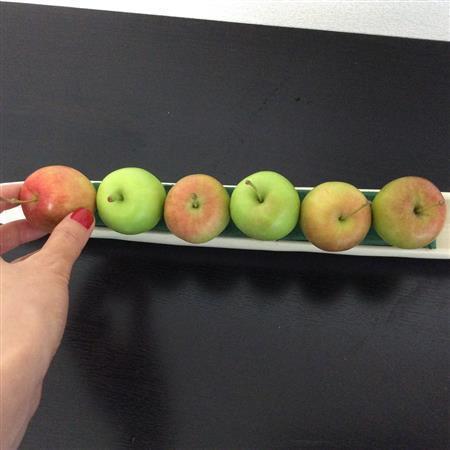 （手順１）ようじをさした姫リンゴ６個を、オアシスセットした横長の花器に平行に挿す。リンゴの向きは完全に上向にそろえる（花千代さん提供）