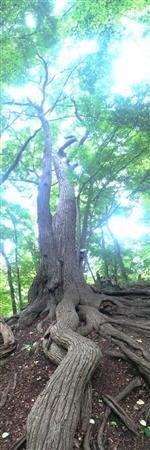 山の中にそびえる大木の原始林。縦でパノラマ撮影することで普通の撮影モードで撮るよりも臨場感を出すことができる＝２０１５年７月８日（野口隆史さん撮影）