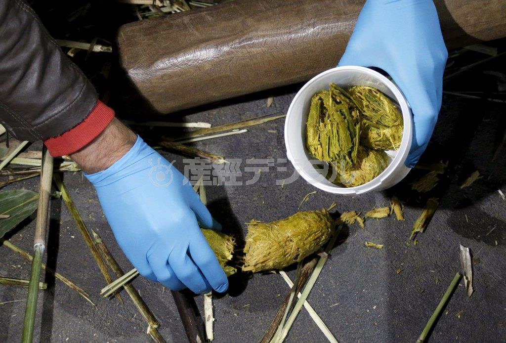 研究のため採取されたパンダの糞のサンプル＝２０１５年９月２８日、ベルギー・ブリュージュレット（ロイター）