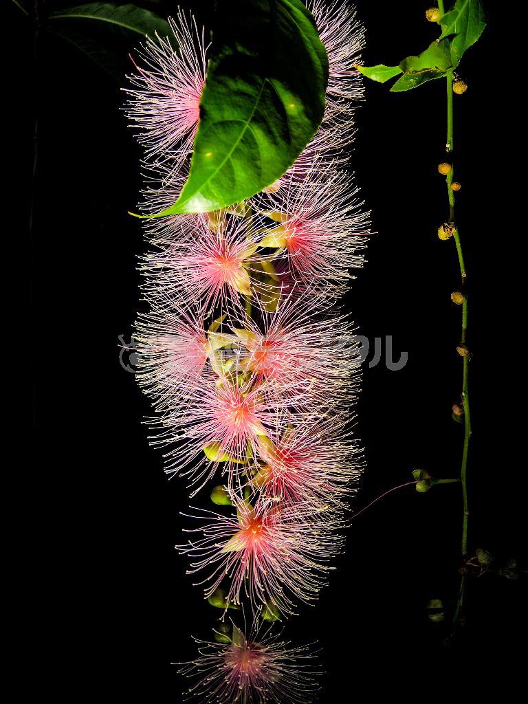 サガリバナは東南アジア一帯の熱帯・亜熱帯に分布し、日本では南西諸島（奄美大島以南）に自生する。マングローブの後背地や川沿いの湿地に生育する。ピンクや白がある＝沖縄県・石垣島（永山真治さん撮影）