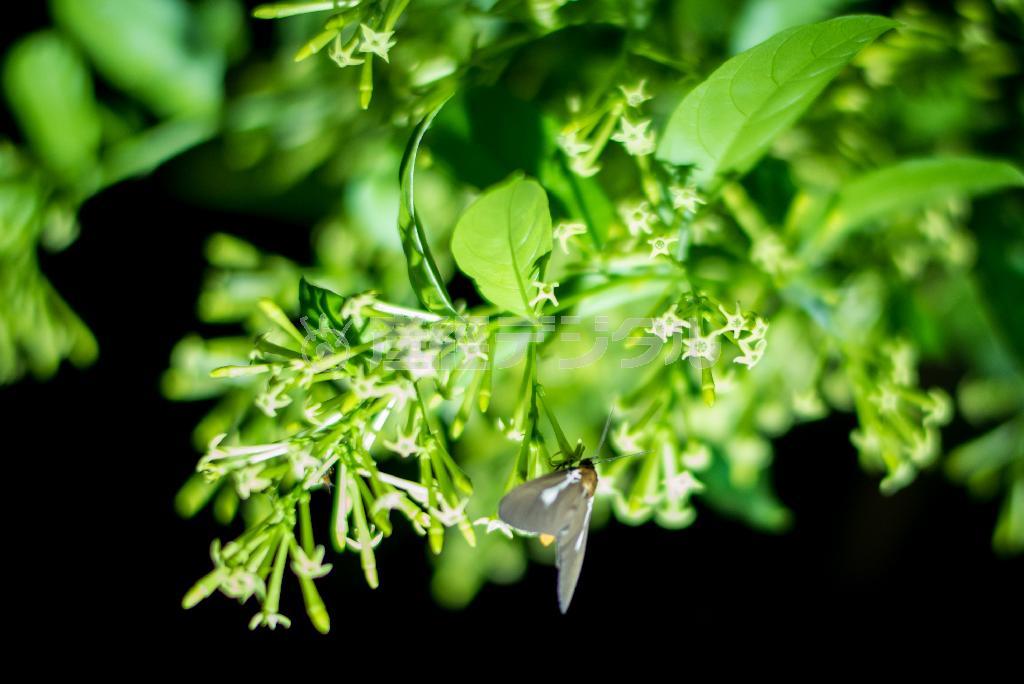 ナイトジャスミン、別名ヤコウボク（夜香木）は、石垣島では季節に関係なく周期的に花を咲かせる。夜に開花し、昼は花を閉じるが数日間は同じ花が咲き続ける。強く甘い香りを持つ＝沖縄県・石垣島（永山真治さん撮影）