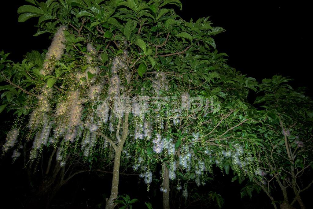 暗闇に浮かび上がる白いサガリバナの木は、時間を忘れていつまでも見ていたくなる＝沖縄県・石垣島（永山真治さん撮影）