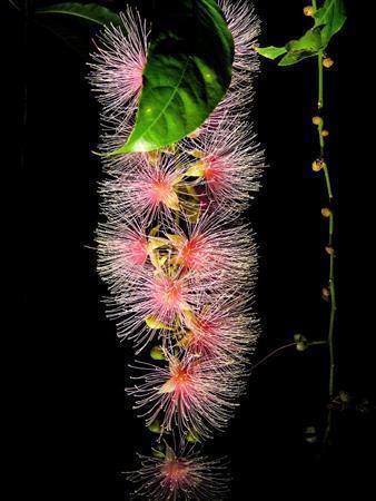 サガリバナは東南アジア一帯の熱帯・亜熱帯に分布し、日本では南西諸島（奄美大島以南）に自生する。マングローブの後背地や川沿いの湿地に生育する。ピンクや白がある＝沖縄県・石垣島（永山真治さん撮影）