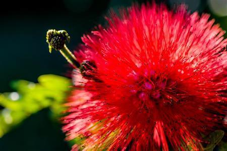石垣島では「冬の到来の花」とされるレッドパウダーパフ。化粧パフのような花を咲かせる熱帯性常緑の低木。１１月頃から５月頃まで咲き、遊歩道脇などに植えられ気軽に観賞できる＝沖縄県・石垣島（永山真治さん撮影）