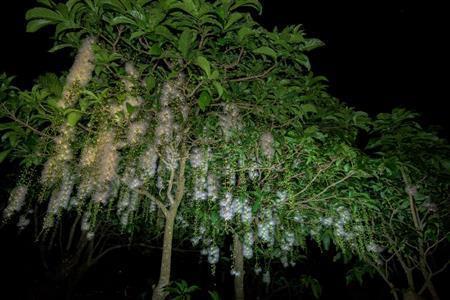 暗闇に浮かび上がる白いサガリバナの木は、時間を忘れていつまでも見ていたくなる＝沖縄県・石垣島（永山真治さん撮影）