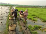 万田発酵はミャンマーで農業支援に取り組んでいる。特殊肥料「万田３１号」により、コメの収量が倍増したケースもある