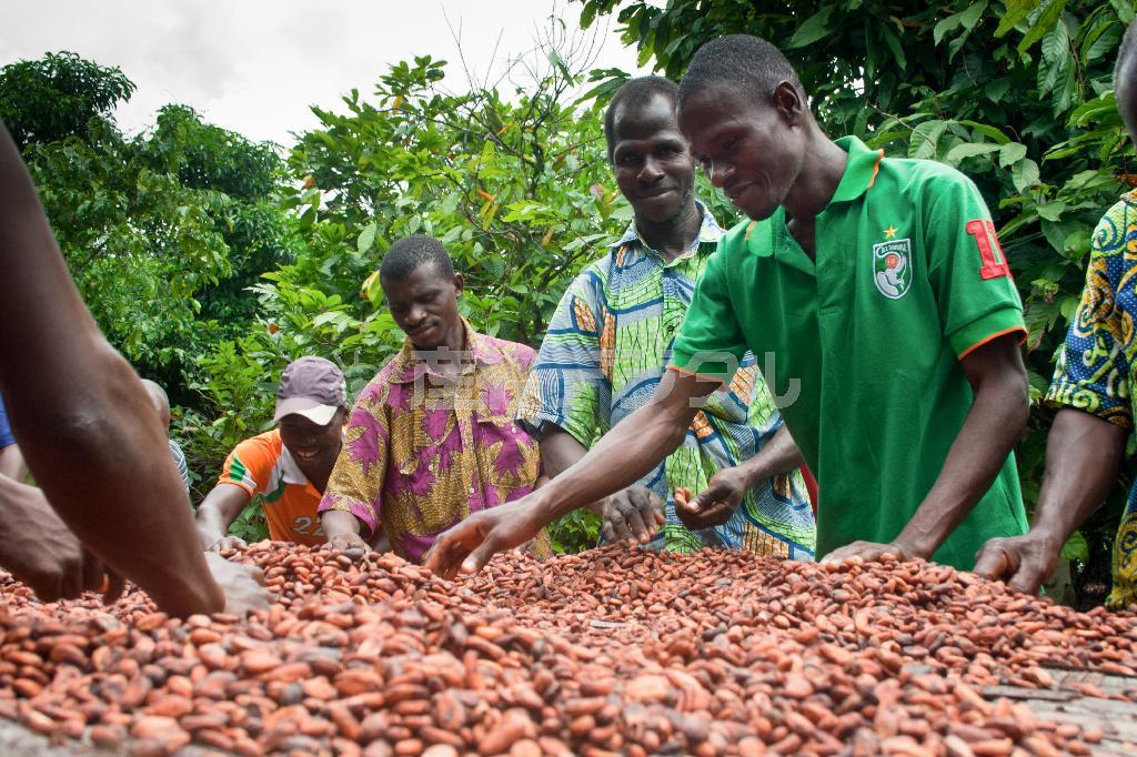 おいしいチョコレートには、持続可能なカカオ豆栽培が欠かせない＝２０１０年７月２９日（ネスレ日本提供）