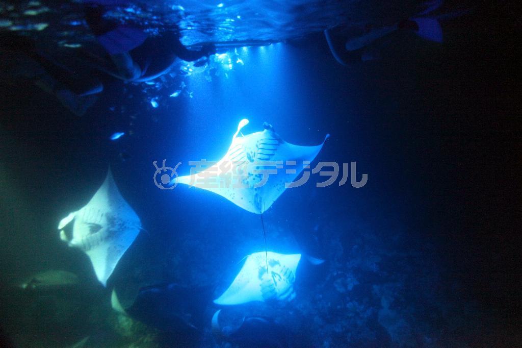 高確率でマンタに遭遇できる夜間シュノーケリング。水中に光を当てると体長数メートルのマンタが体を翻して泳ぎ回るのが見えた＝２０１５年９月５日、米ハワイ州ハワイ島（三尾郁恵撮影）