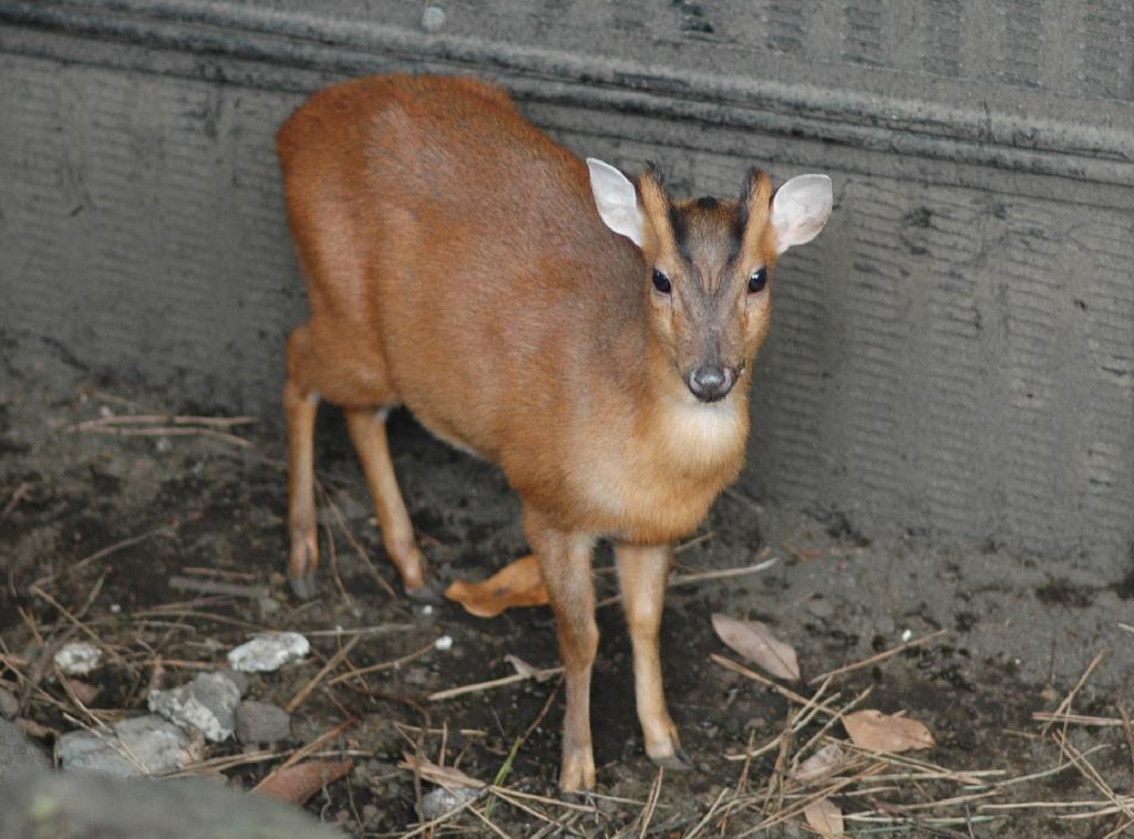 都立大島公園で飼育されているキョン（都環境局提供）