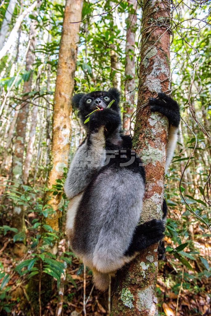 甲高い声で鳴くインドリ。キツネザルの中では最大で絶滅の危機に瀕（ひん）している種の一つ＝マダガスカル・ラノマファナ国立公園（中野智明さん撮影、共同）