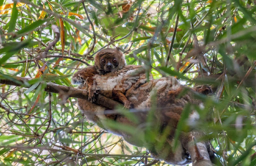 ラノマファナ国立公園で夜行性のウーリーキツネザルが顔を上げた＝マダガスカル（中野智明さん撮影、共同）