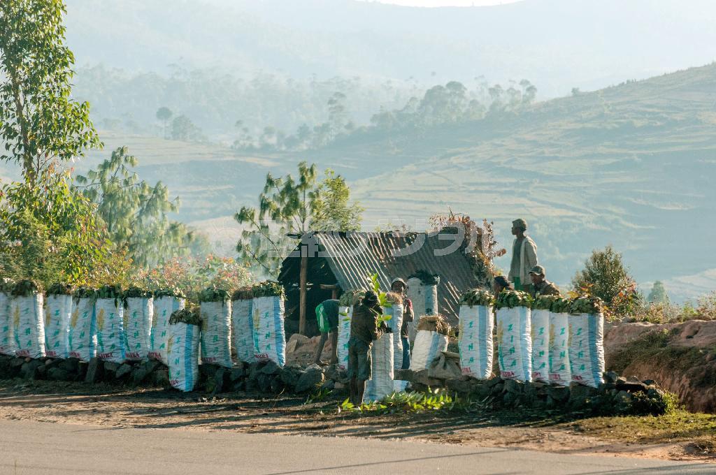 首都アンタナナリボから地方へ向かう幹線道路沿いで炭を売る人たち＝マダガスカル（中野智明さん撮影、共同）